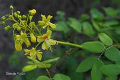 Caesalpinia crista